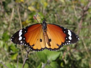 DSC04997_Danaus_chrysippus_Nymphalidae_Lepidoptera