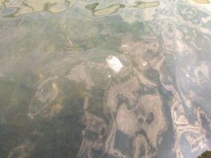 41723697_248345289158910_1477701618655821824_n