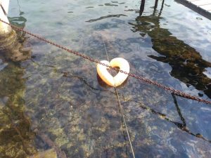 41843222_244166816292995_2020670456503205888_n