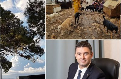 Facebook: Društvo za zaštitu životinja Dubrovnik / Facebook: Mato Franković