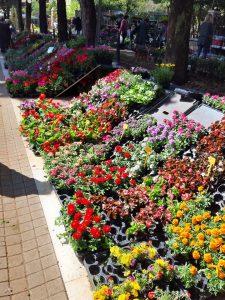 56440227_272900870330015_670705468787654656_n