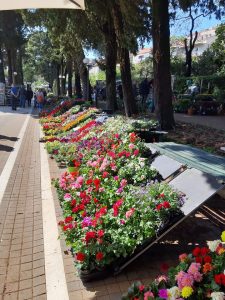 56764397_2226498514333833_4851400877795180544_n